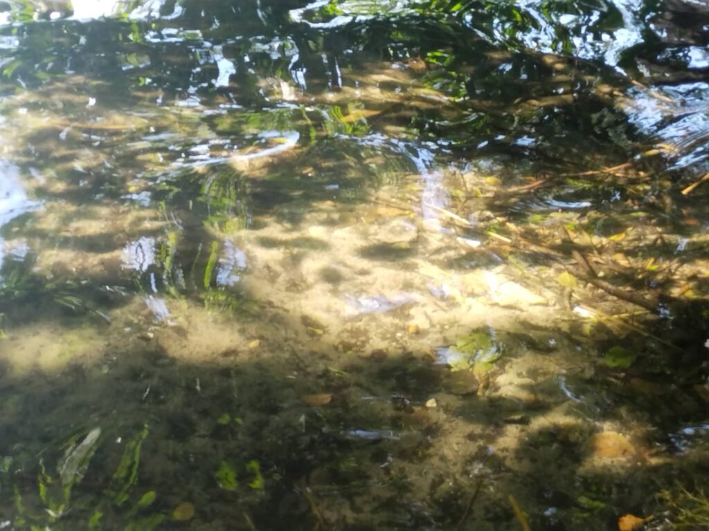 In the photo is a closeup of water surface of a pond on a sunny day. It's a very warm and calming image for me because there are several interesting textures to look at. I like the warm green of the tree reflection, the yellow of the shallow shore and the brown of the underwater plants. The waves are small. The water makes fleeting movements. Darker tree shadows, small pale blue sky reflections and softly glowing pond reflections interact with each other and have flowing shapes. I liked watching these water movements on this warm sunny day.